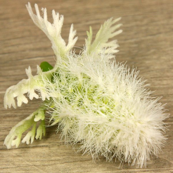 Doplnok-eryngium   YX21244