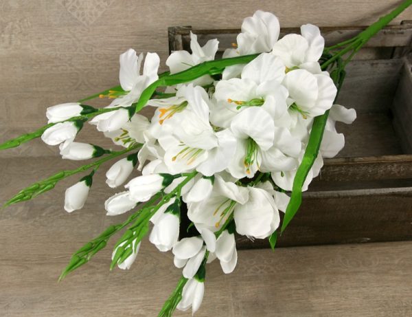 Kytica gladiola x5  JX216154 - Image 2