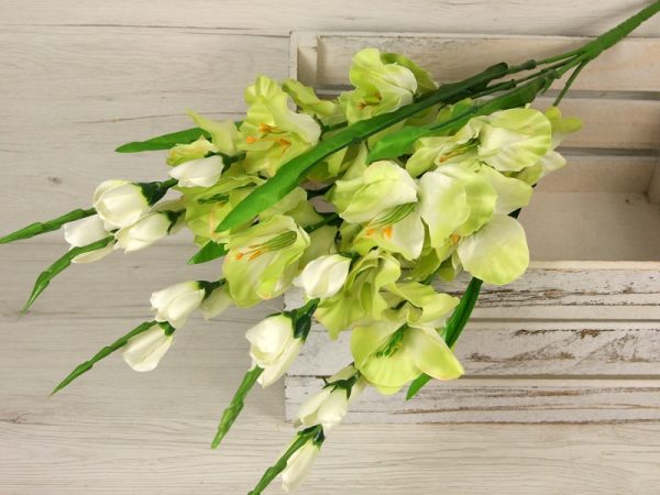 Kytica gladiola x5  JX216154 - Image 6