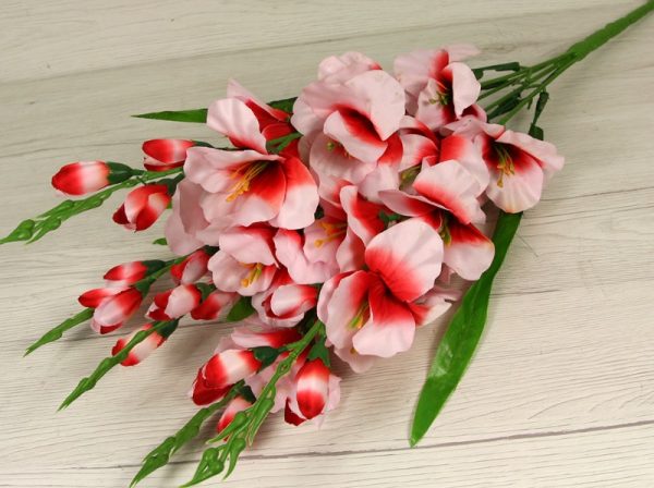 Kytica gladiola x5  JX216154 - Image 4