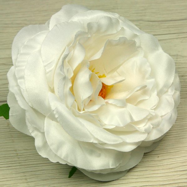 Pivónia vencová  JX1632-1