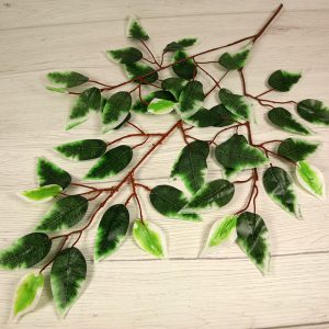 Vetva ficus x3  S8773