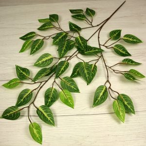 Vetva ficus x3  F24-08
