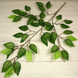 Vetva ficus x3  F24-09