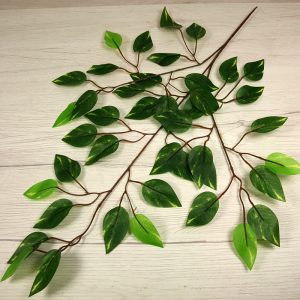 Vetva ficus x3  F24-10