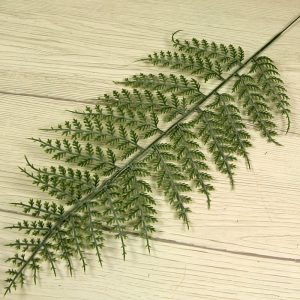 List papraď JX24185