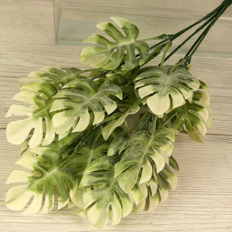 Trs philodendron monstera x5 PL2230-5PF – Obrázok 5