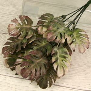 Trs philodendron monstera x5  PL2230-5PF