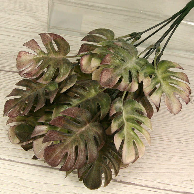 Trs philodendron monstera x5 PL2230-5PF