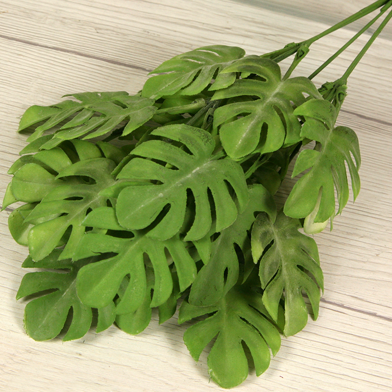 Trs philodendron monstera x5 PL2230-5PF – Obrázok 3