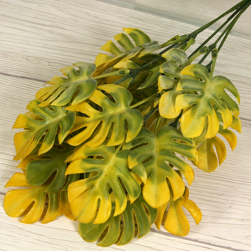 Trs philodendron monstera x5 PL2230-5PF – Obrázok 2