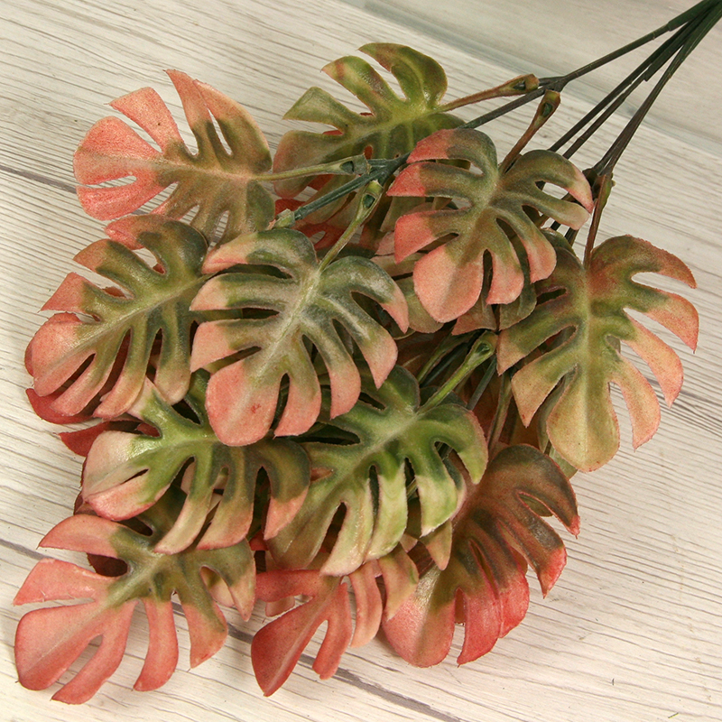 Trs philodendron monstera x5 PL2230-5PF – Obrázok 4